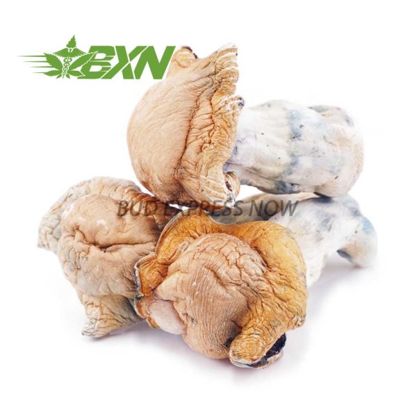 Buy Mushroom - Stargazer at BudExpressNOW Online Shop