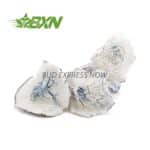 Buy Mushroom - Albino Jedimindfuck at BudExpressNOW Online Shop