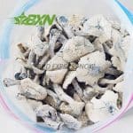 Buy Mushroom - Albino Jedimindfuck at BudExpressNOW Online Shop