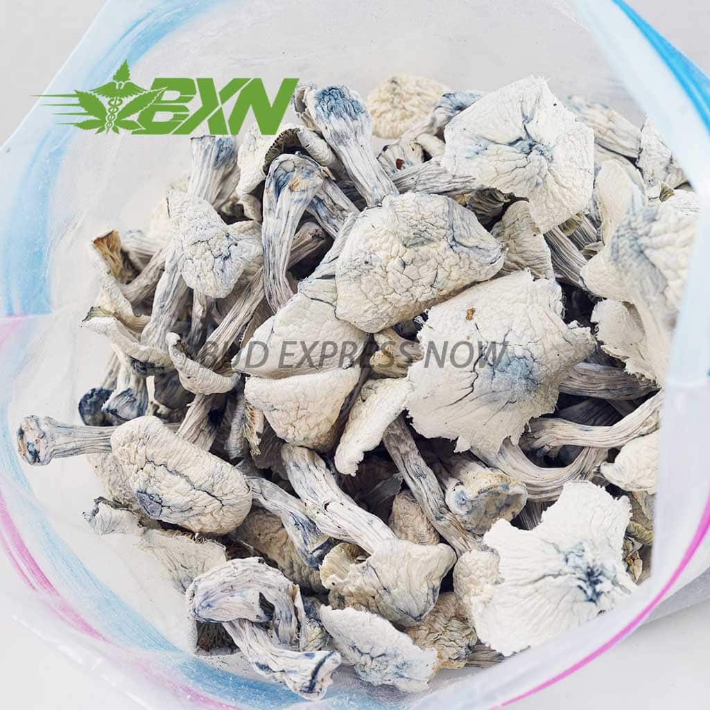 Buy Mushroom - Albino Jedimindfuck at BudExpressNOW Online Shop