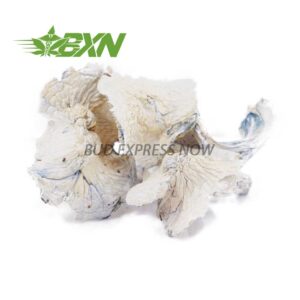 Buy Mushroom - Albino Teacher at BudExpressNOW Online Shop