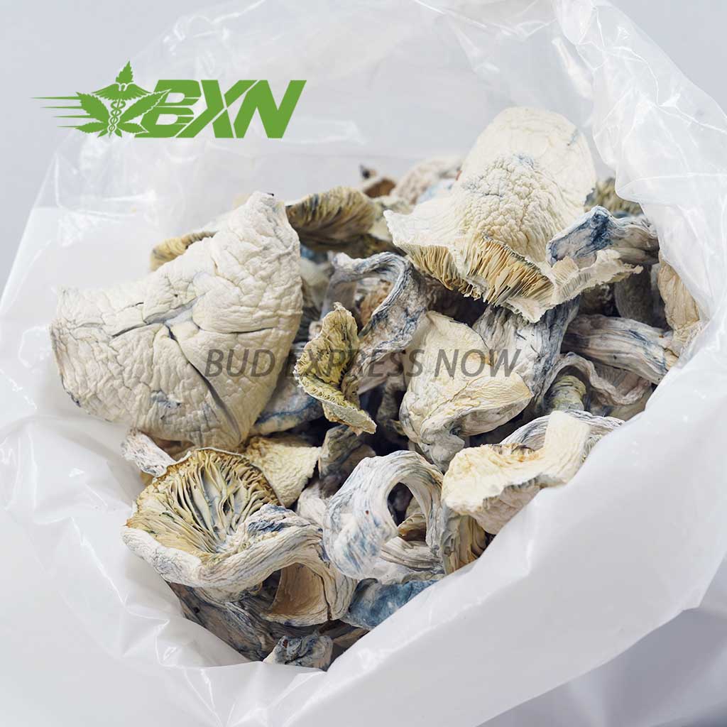 Buy Mushroom - Albino Teacher at BudExpressNOW Online Shop
