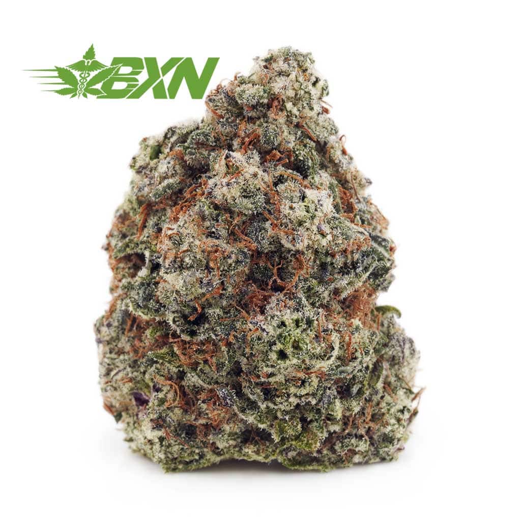 D779A1-CHOCOLOPE-BXN Buy Chocolope AAA at BudExpressNOW Online Shop