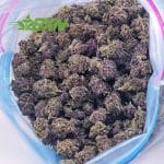 Buy Black Cherry Gelato AA at BudExpressNOW Online Shop