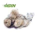 Buy Mushrooms – Leucistic SV 13 at BudExpressNOW Online Shop