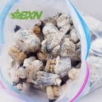 Buy Mushrooms – Leucistic SV 13 at BudExpressNOW Online Shop