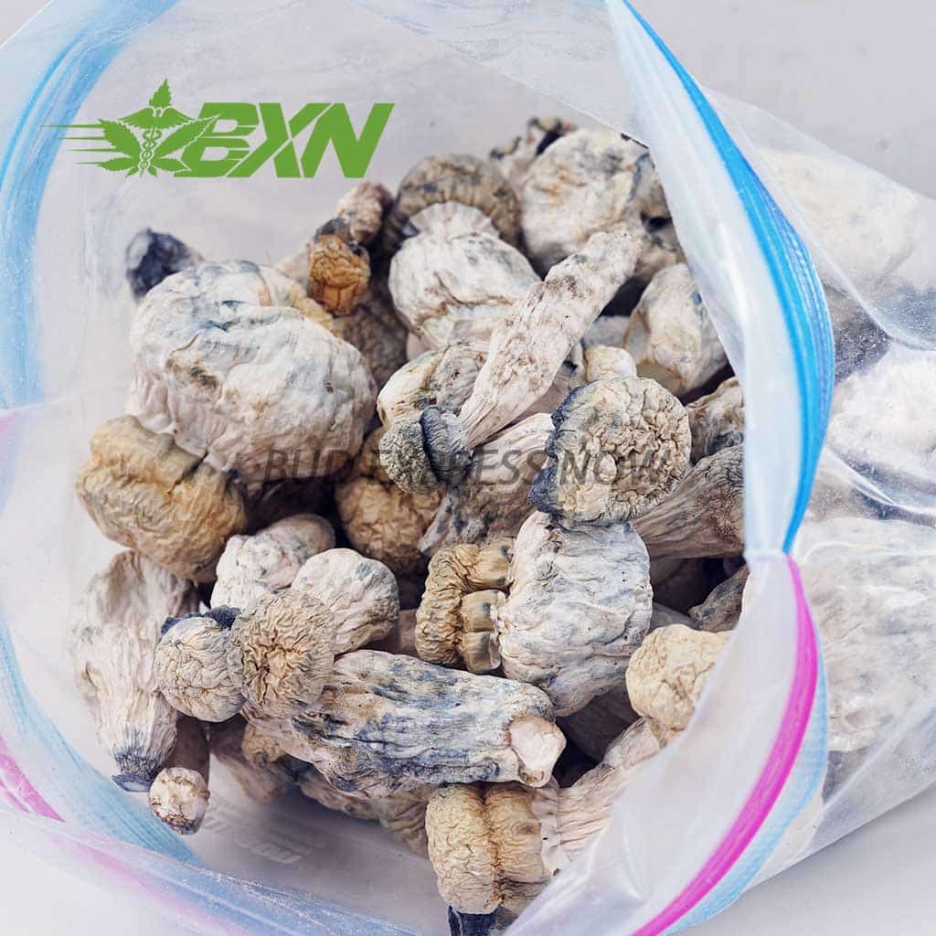 Buy Mushrooms – Leucistic SV 13 at BudExpressNOW Online Shop
