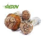 Buy Mushroom - Tidal Wave at BudExpressNOW Online Shop