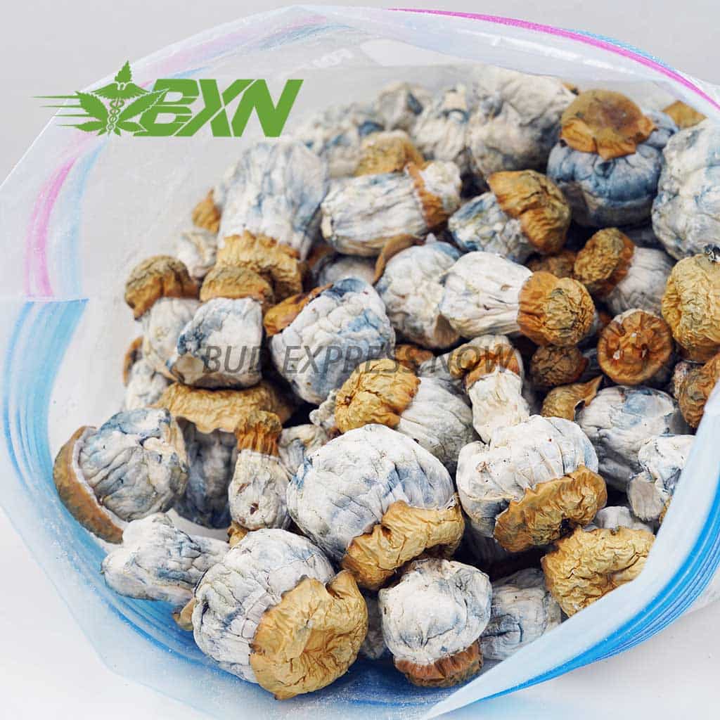 Buy Mushrooms - Avalanche at BudExpressNOW Online Shop