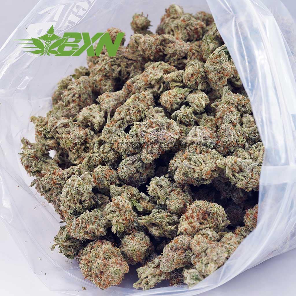 D637A2-TROPICANA-BXN