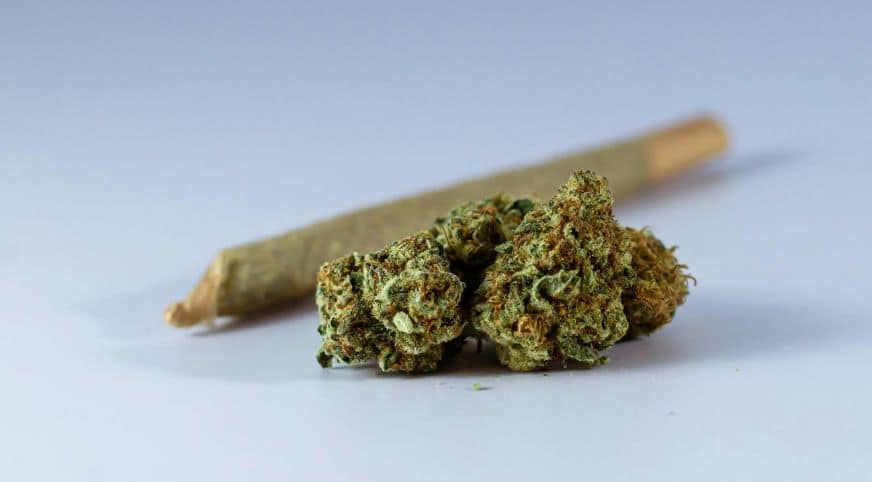 Pot strains are specific varieties of the Cannabis plant, each offering a unique blend of effects, aromas, and therapeutic benefits.