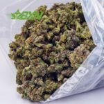 Buy Amnesia Haze AA (Green House) at BudExpressNOW Online Shop.