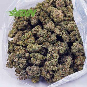 Buy Cinderella 99 AA at BudExpressNOW Online Shop