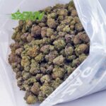 Buy Forum Cut Cookies AAAA (Popcorn) at BudExpressNOW Online