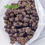 Buy Orange Juice Kush AAAA (Popcorn) at BudExpressNOW Online Shop
