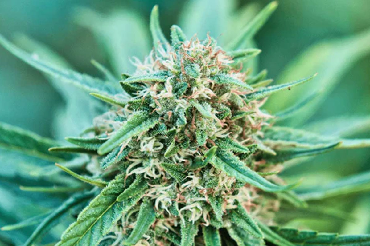 Snow White Cannabis blog banner