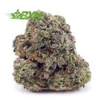 Buy Apple Fritter (Craft) at BudExpressNOW Online