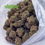 Buy Amnesia Haze AA at BudExpressNOW Online Shop