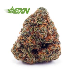 Buy King Tut AAA at BudExpressNOW Online Shop