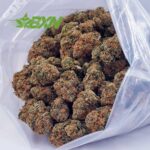 Buy King Tut AAA at BudExpressNOW Online Shop