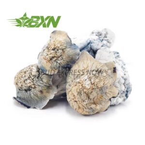 Buy Mushroom - Blue Ghost at BudExpressNOW Online Shop