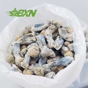 Buy Mushroom - Albino Penis Envy at BudExpressNOW Online Shop