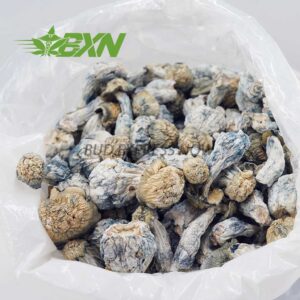 Buy Mushroom - Blue Ghost at BudExpressNOW Online Shop