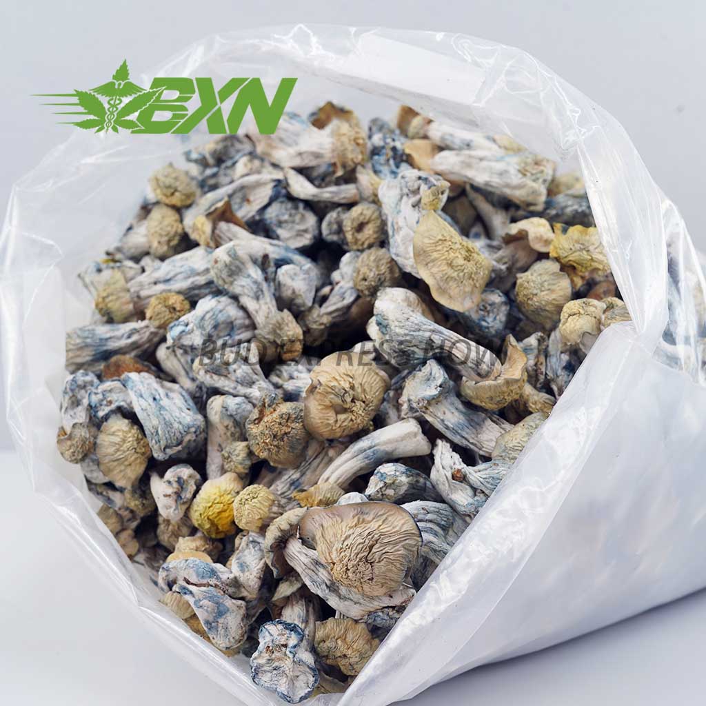 EA FLIPPER SHROOMS BXN Buy Mushroom - Flipper at BudExpressNOW Online Shop