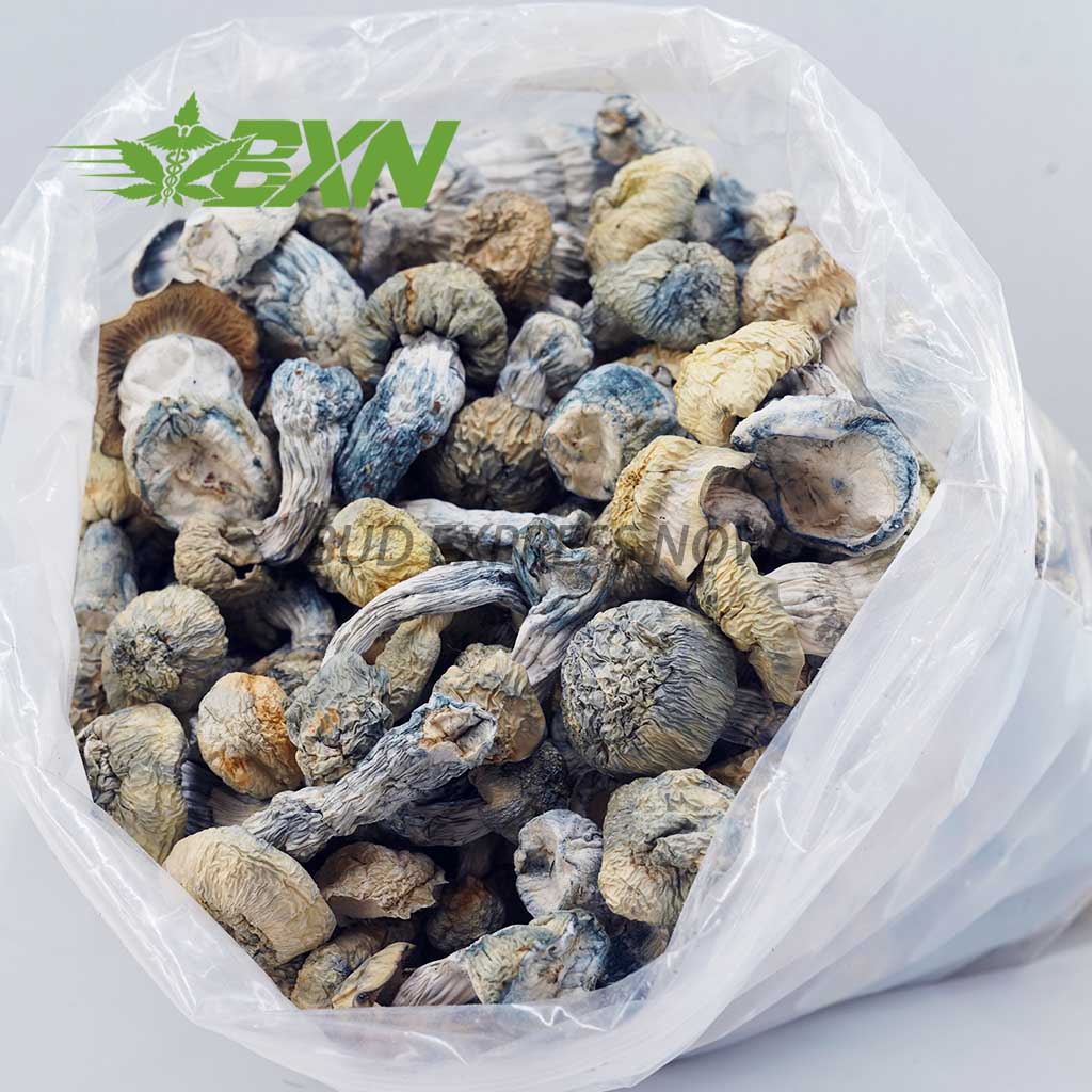 EA JACKFROST SHROOMS BXN Buy Mushroom - Jack Frost at BudExpressNOW Online Shop