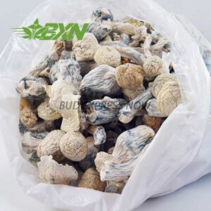 Buy Mushroom - Snow White at BudExpressNOW Online Shop