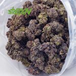 Buy Budzilla (Craft) at BudExpressNOW Online Shop