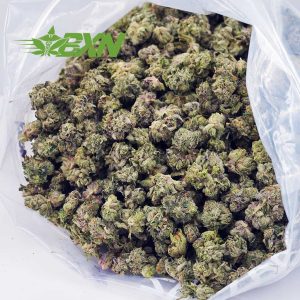 Buy GMO Cookies AAAA (Popcorn) at BudExpressNOW Online Shop