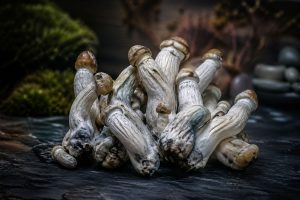 Melmac Shroom Strain Origins, Effects, Benefits