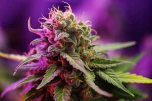 Pink Death Cannabis: A Deep Dive Into This Potent Indica-Dominant Strain
