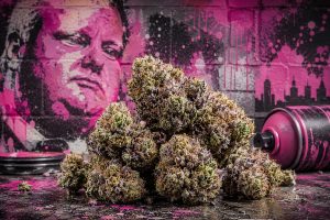 Pink Rob Ford Cannabis A Complete Guide to This Potent and Flavorful Strain